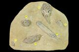 Fossil Crinoid and Starfish Association - Crawfordsville, Indiana #149017-1